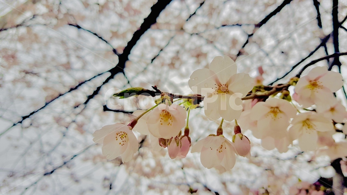 plant,식물,flower,꽃,blossom,spring,봄,봄,계절,spring,season