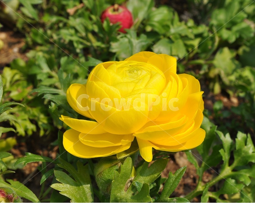 꽃,봄,자연,예쁜,플라워,flower,식물,자연,plants,nature,꽃,flower