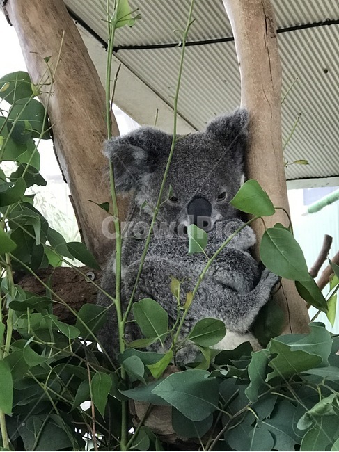 코알라,휴식,유대류,동물원,유칼리나무,동물,animal,포유류,mammal