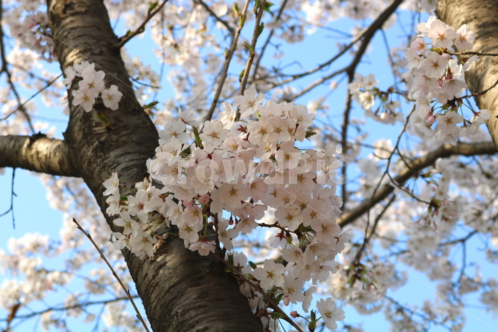 벚꽃,벚꽃나무,벚나무,꽃,나무,식물,장미과,봄,자연,흰꽃,봄,계절,spring,season,식물,자연,plants,nature,꽃,flower,plant,fungus,진균류