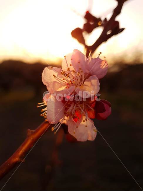 식물,꽃,살구꽃,해질녘,봄,따뜻한,식물,자연,plants,nature,꽃,flower