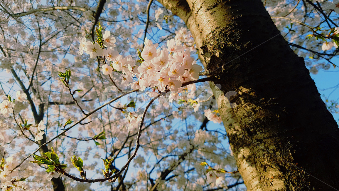 벚꽃,나무,봄,꽃,flower,cherryblossoms,꽃놀이,만개,활짝,식물,자연,spring