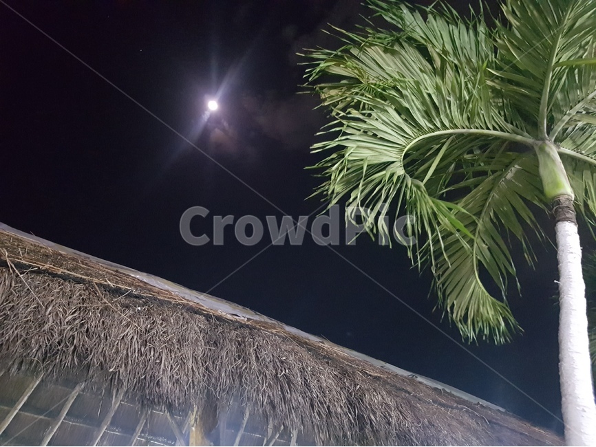MEXICO,CANCUN,DOWNTOWN,MOON,DINNER,멕시코,칸쿤,자연,풍경,nature,landscape,야경,밤,nightscape,night,light,빛,flare,플레어,vegetation,초목,plant,식물