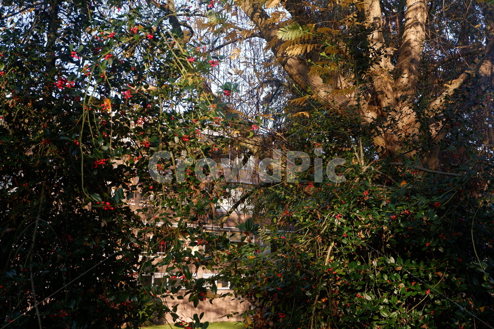 자연,가을,공원,단풍,나무,tree,plant,식물