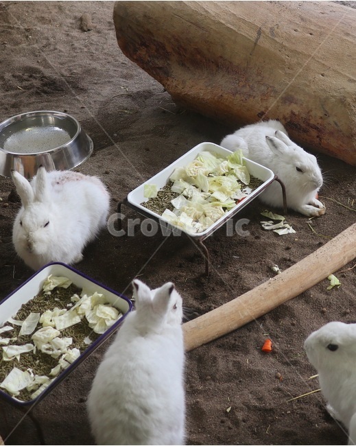 토끼,동물원,rabbit,zoo,동물,animal,동물,animal,포유류,mammal