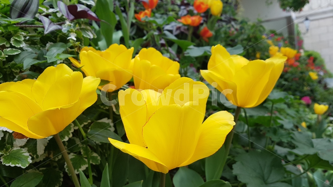 노란꽃,꽃,튤립,노란색,화분
