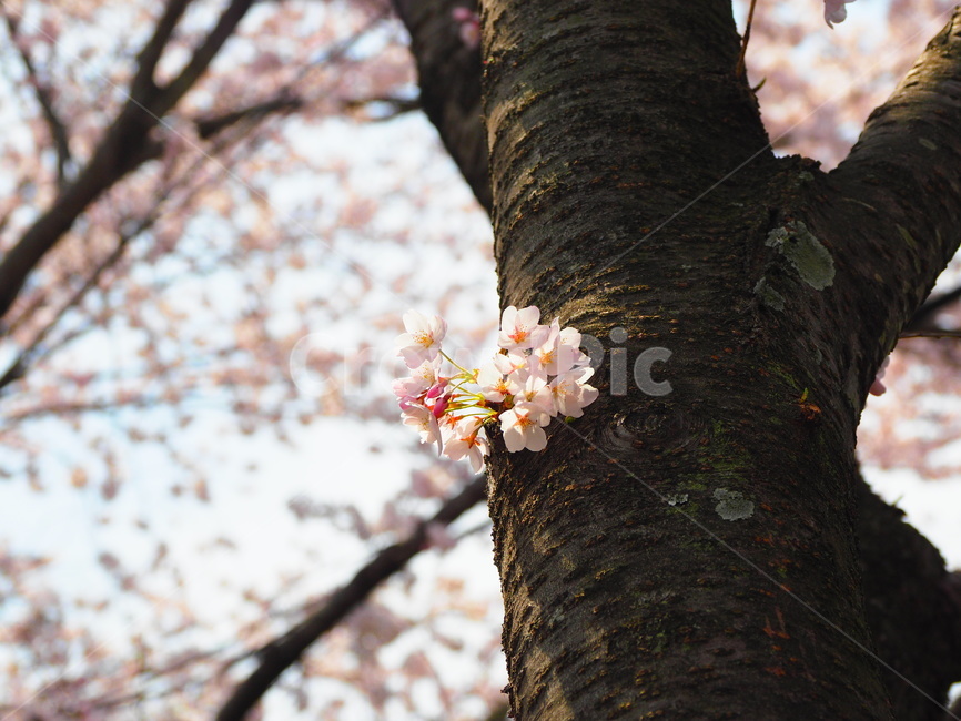 벚꽃,봄,분홍색,만개,싱그러움,따뜻함,맑음,봄,계절,spring,season,식물,자연,plants,nature,꽃,flower,plant,tree,나무,tree trunk,나무 줄기