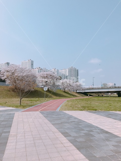 도로,운동,벚꽃,자전거,낮,하늘,건물
