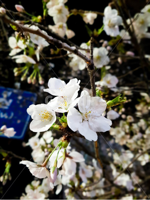 벚꽃,밤,꽃,꽃봉우리,봄,봄꽃,야간,flower,검정,어두움,spring,season