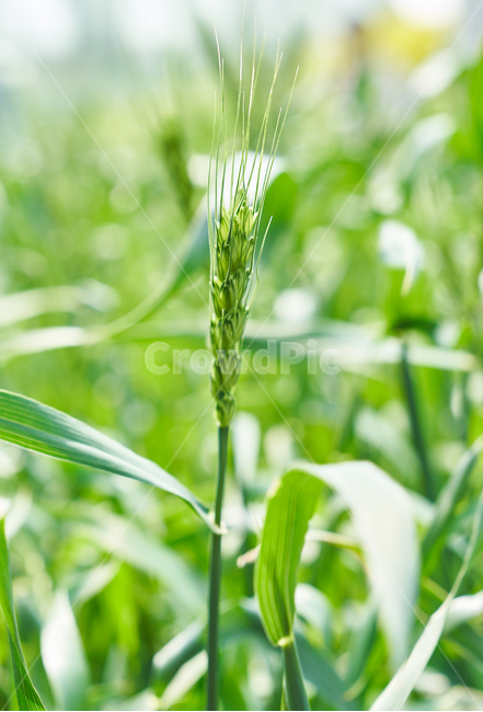 봄,보리,초록,그린,풀,식물,자연,plants,nature