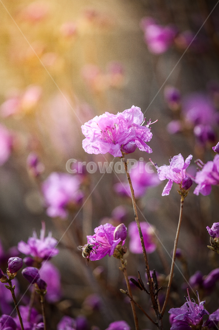 진달래,plant,식물,꽃,flower,봄,blossom,봄,계절,spring,season,식물,자연,plants,nature,꽃,flower