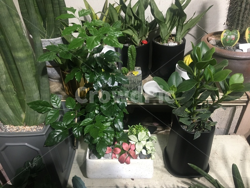 화분,plant,식물,화준인테리어,녹색