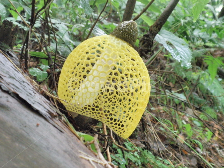 노란망토버섯,망토버섯,신기한버섯,버섯,식물,fungus,진균류,plant,산,풀,자연