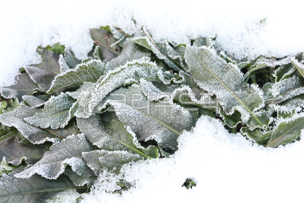 General Dong,sprout,Spring news,nature,harsh winter,winter,cold,ice,mistletoe,Frost,spring,Snow Flower,snow,december