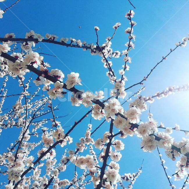 봄,벚꽃,봄꽃,꽃나무,매화,봄,계절,spring,season,식물,자연,plants,nature,꽃,flower,plant,blossom
