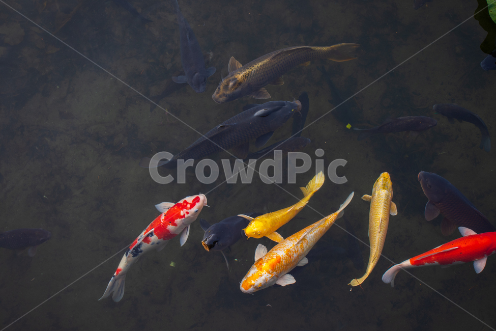 비단잉어,코이,잉어,물고기,fancycarp,물,민물고기,물고기떼,황금비단잉어,황금잉어,잉어떼,비단잉어떼,민물,생선,생선떼,코이잉어,연못,호수,못,강,낚시,떼,무리,수영,헤엄,생물,동물,야생동물,야생,활동,움직임,생태계,환경,신선한,건강한,건강,맑은,자연,야외,carp,koi,koifish,fish,goldencarp,animal,water,lake,pond,river,swim,swimming,aquatic,underwater,fancy,fishing,natural,nature,freshwater,freshwaterfish,fresh,schooloffish,shoal,shoaloffish,movement,activity,ecosystem,environment,wild,life,wildlife,color,colorful,gold,golden,yellow,outdoor,outdoors,beautiful,동물,animal,어류,물고기,fish