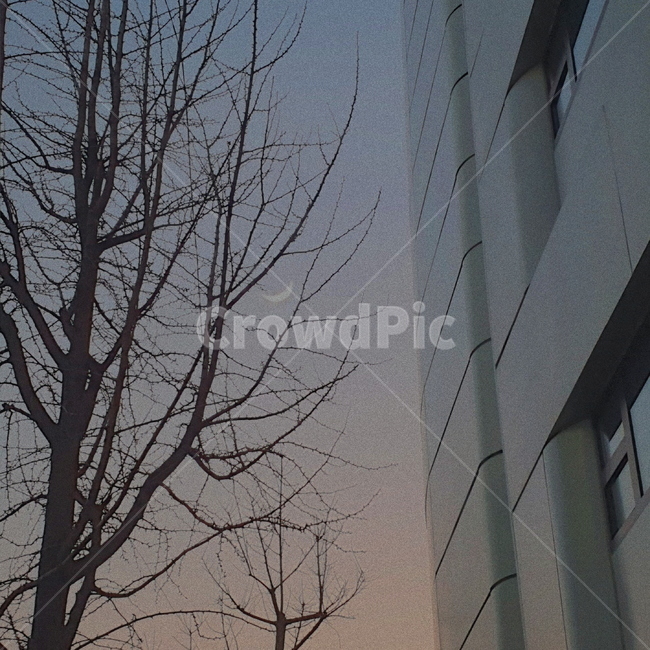 노을,땅거미,건물,달,초승달,감성,감성사진,나무,초저녁,도시,도시와나무,moon,tree,bilding,sunset,mood