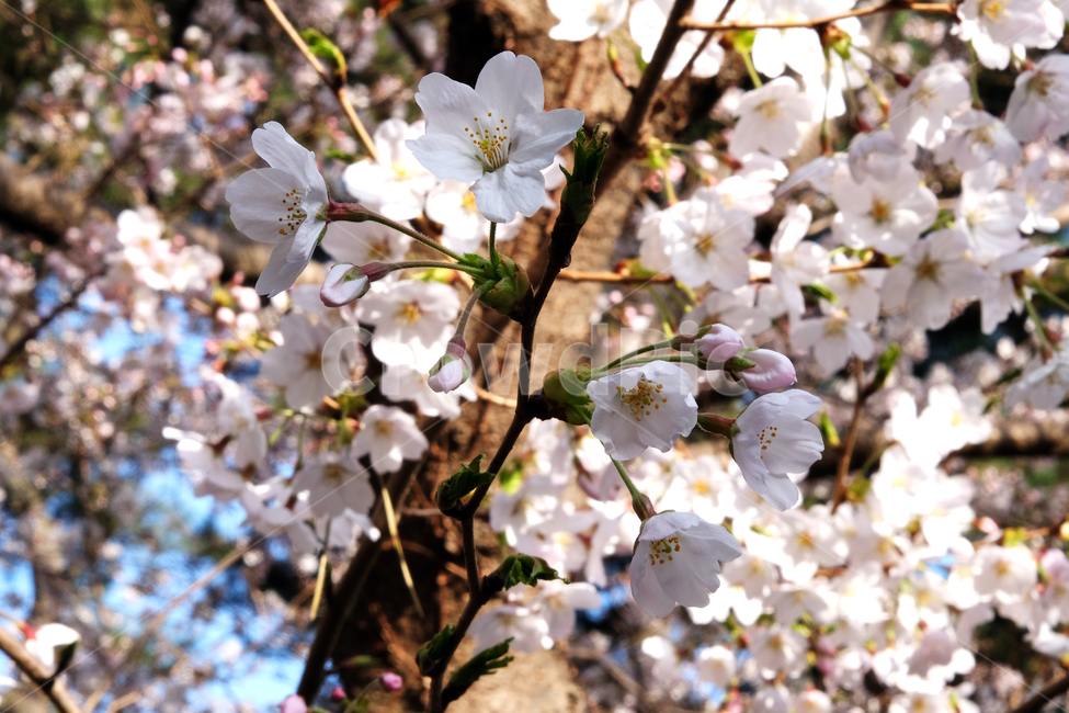 봄꽃,벚꽃,꽃배경,beautiful,blossom,branch,cherryblossoms,flowerbackground,garden,leaf,nature,outdoor,season,spring,tree,white,식물,자연,plants,nature,꽃,flower