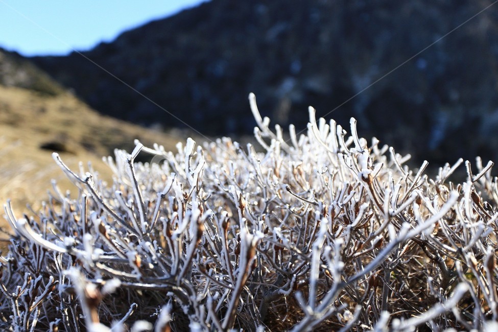 한라산,제주도,산,상고대,눈,눈꽃,겨울,snow,winter,나무,tree,자연,풍경,nature,landscape,outdoors,옥외