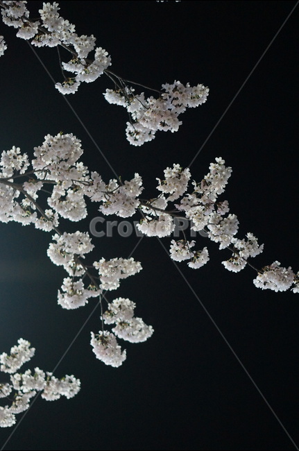 벗꽃,야경,가로등,흰색,빛,밤,봄,계절,spring,season,야경,밤,풍경,nightscape,night,landscape,식물,자연,plants,nature,꽃,flower,plant,blossom