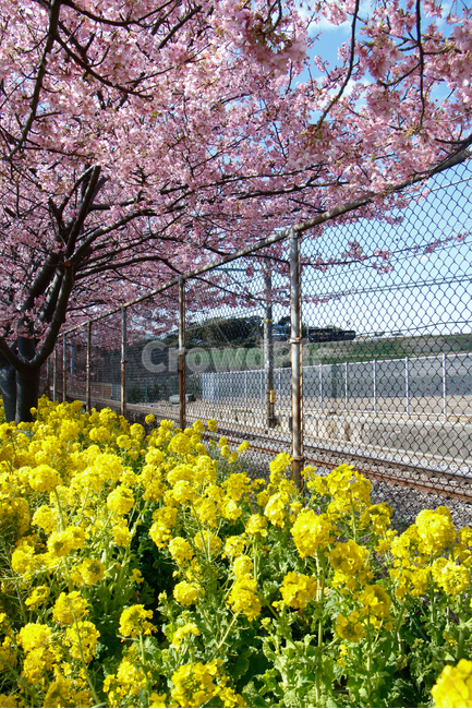 벚꽃,유채꽃,봄,봄꽃,자연,풍경,봄,계절,spring,season,식물,자연,plants,nature,꽃,flower,plant,blossom