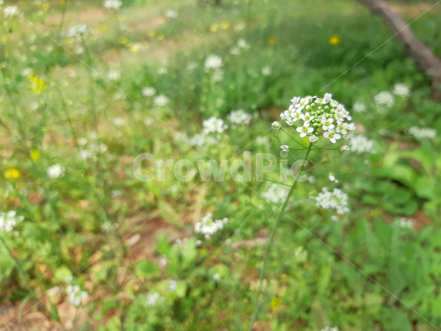 들꽃,자연,봄,푸르다,길가