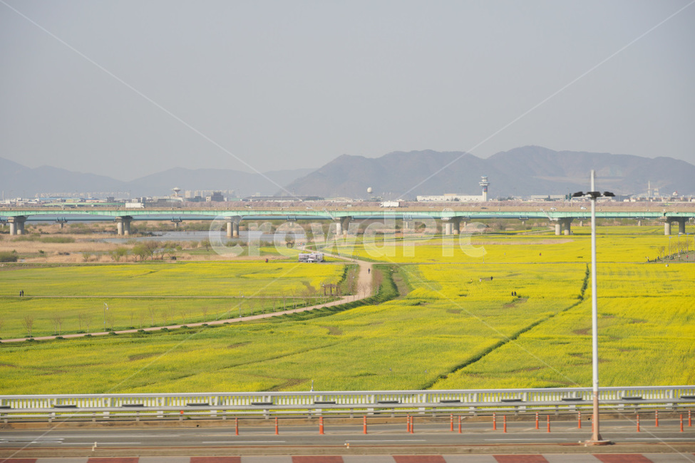 road,freeway,도로,꽃,유채꽃