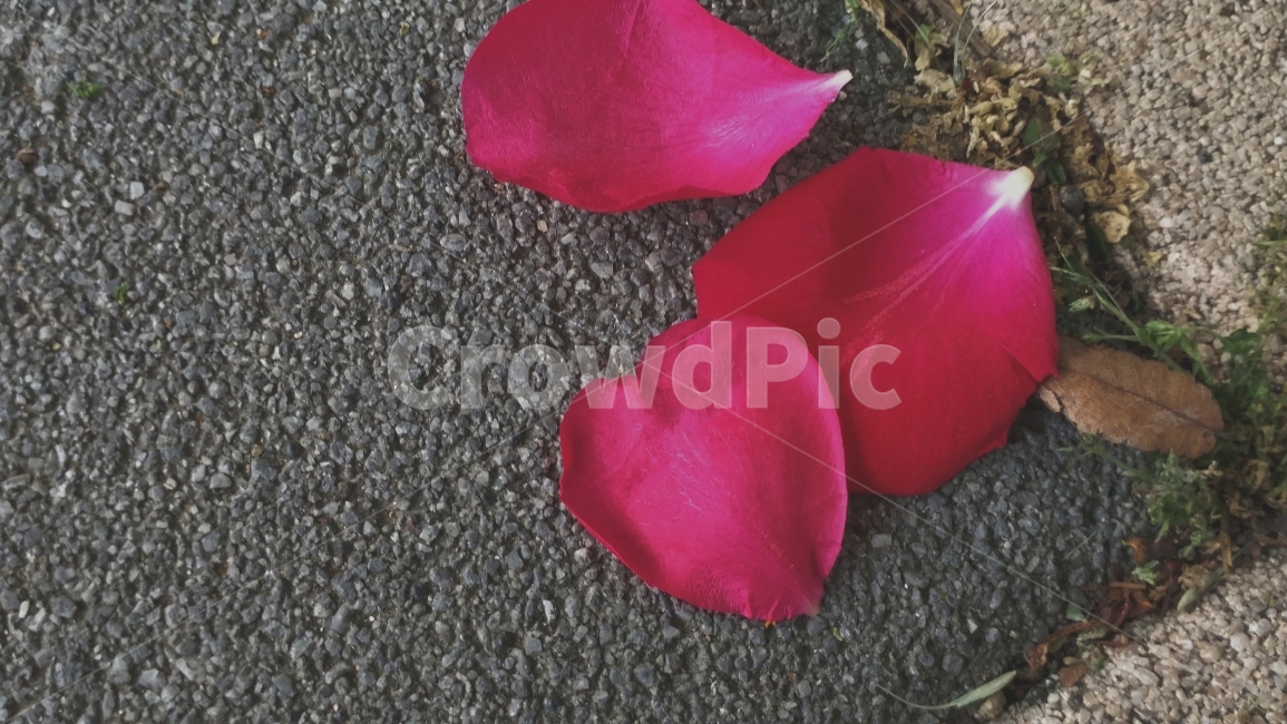 장미,꽃잎,낙화,rose,바닥,감성,사진,picture,꽃,flower,감성,sensible,feeling