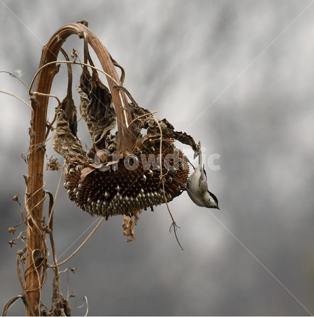 해바라기,박새,풍경,아름다움,그림,동물,animal,조류,새,birds