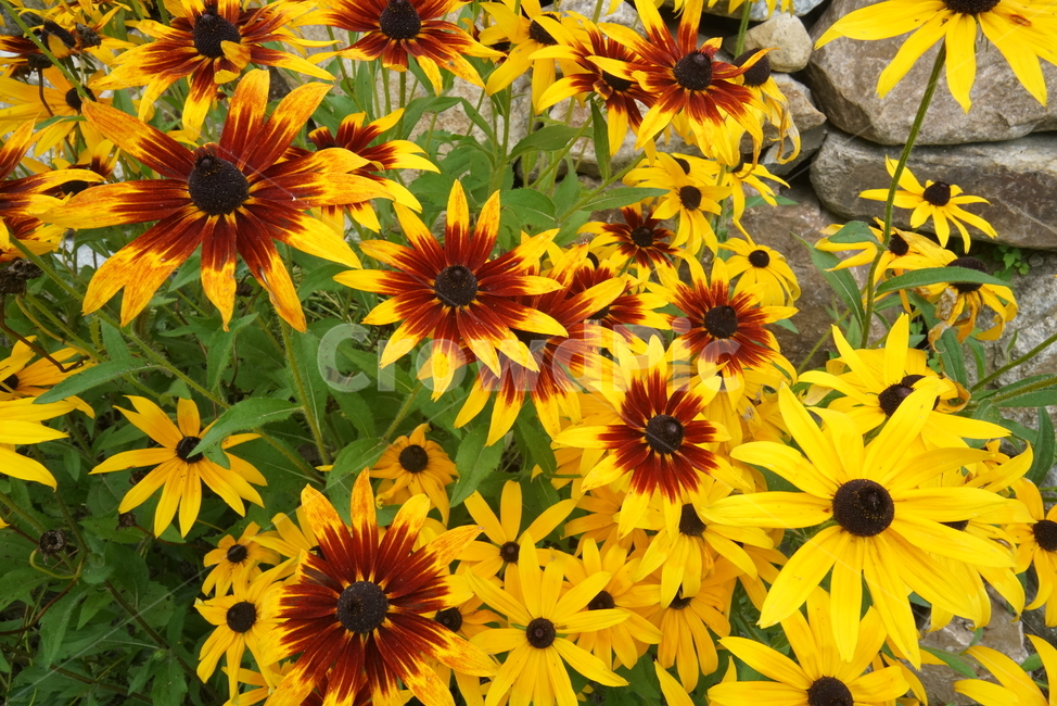 루드베키아,천인국,금계국,coneflower,국화과,식물,삼잎국화,초롱꽃목,초화류