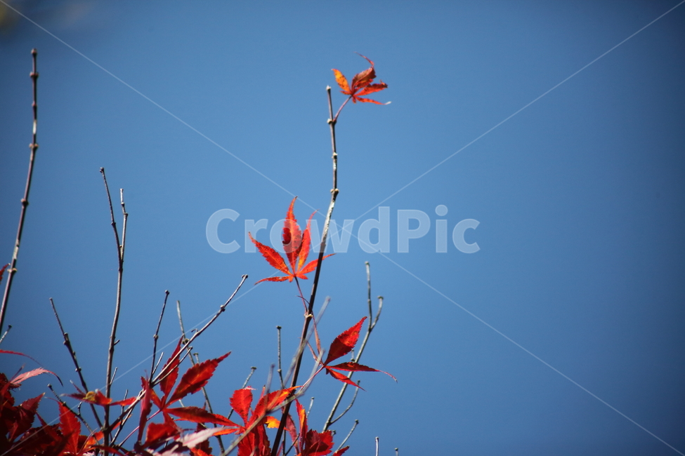 단풍,단풍나무,엽록소,가을,redleaves,가을,계절,fall,autumn,season,leaf,잎,plant,식물