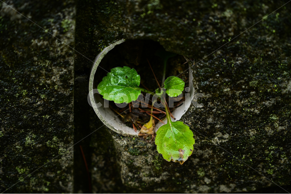 식물,plant,구멍,hole,하수구,이끼
