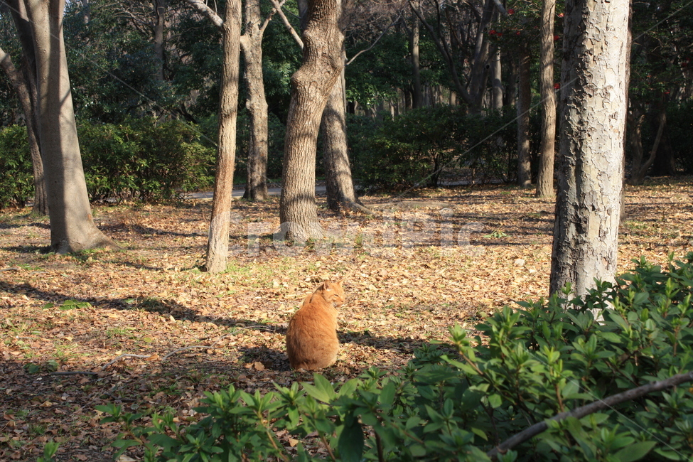 고양이,길고양이,공원,햇살,산책,동물,animal,포유류,mammal,고양이,cat,kitten,kitty
