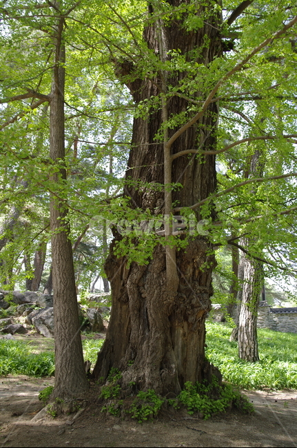 초록,나무,잎,자연,nature,은행나무,식물,plant,식물,자연,plants,nature,나무,trees,wood