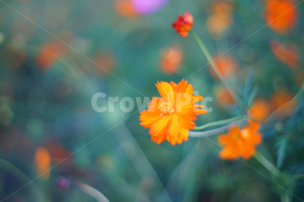 꽃,식물,flower,plants,배경,화면