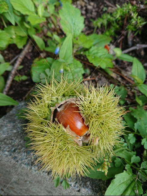 밤,알밤,식물,plant,chestnut,식물,자연,plants,nature