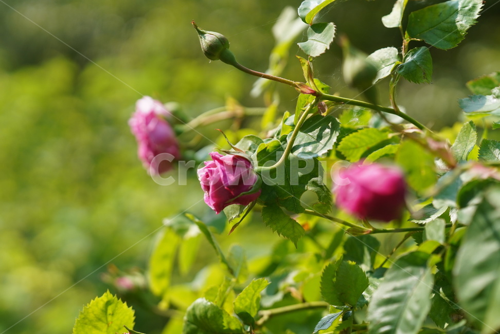 장미,꽃,자연,식물,flower,핑크색,핑크장미,rose,national