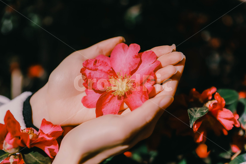 plant,식물,leaf,잎,finger,손가락,동백,동백꽃,두손,두손모아,가지런,꽃,flower