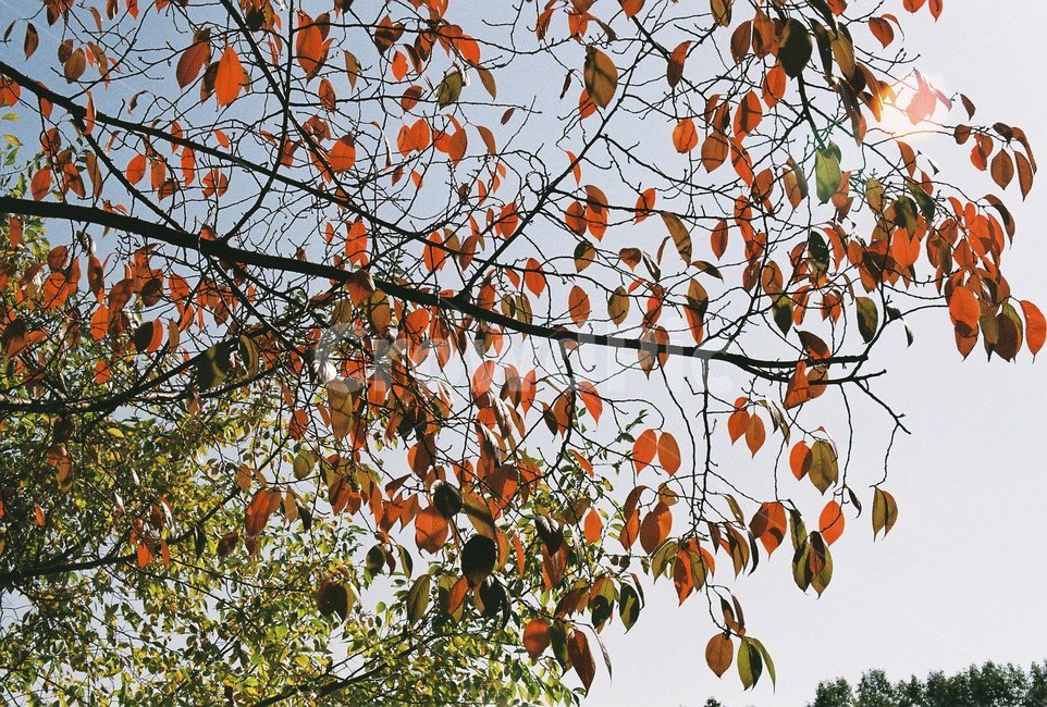 단풍,단풍잎,단풍나무,나뭇잎,하늘,가을색,가을,fall,autumn,계절,season,자연,나무,빨강,초록,식물,빛,햇빛,가을,계절,fall,autumn,season,식물,자연,plants,nature,plant,tree