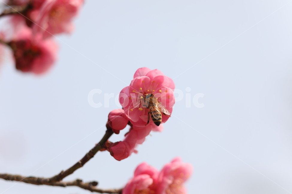 분홍,매회,벌,하늘,나무,식물,자연,plants,nature,꽃,flower,동물,animal,곤충,벌레,insect,bug