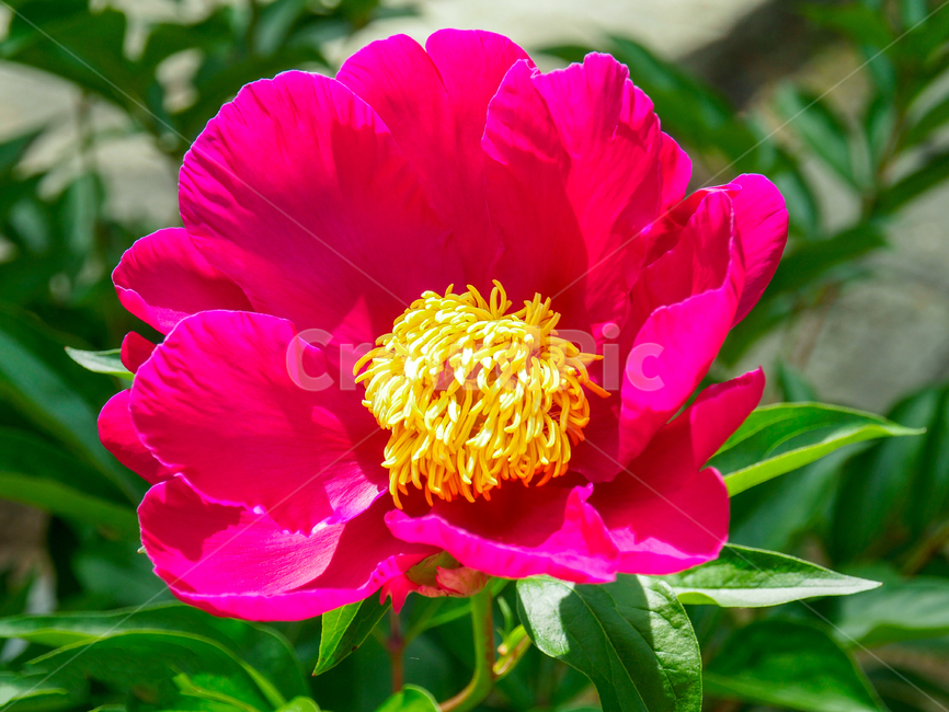 빨간색,노란색,꽃,접사,수술,순광,식물,자연,plants,nature,꽃,flower