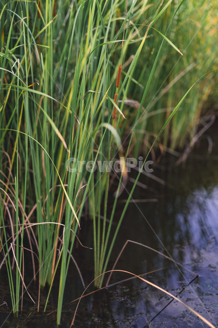 plant,식물,grass,잔디,자연,nature,식물,자연,plants,nature