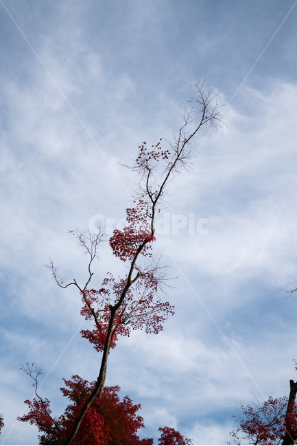 하늘,단풍,나무,구름,파란색,빨간색,landscape,배경화면,sky,가을,계절,fall,autumn,season,식물,자연,plants,nature,나무,trees,wood,tree,plant