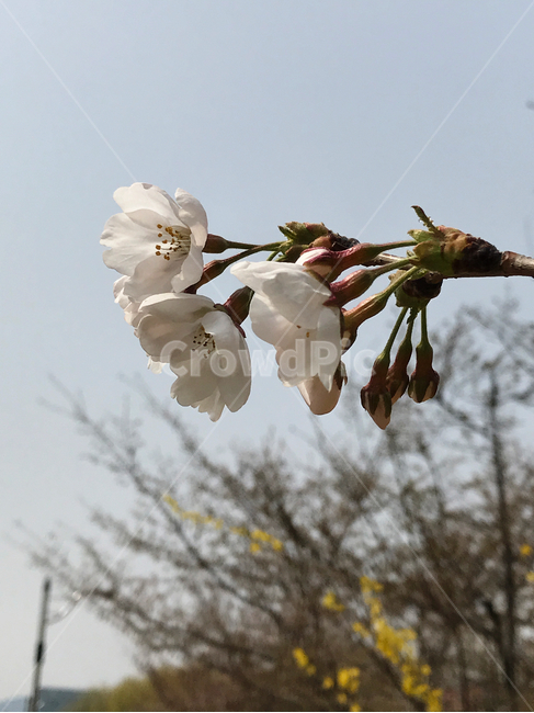 벚꽃,꽃,봄,꽃사진,봄사진,산책,자연,하늘,꽃송이,봄,계절,spring,season,식물,자연,plants,nature,꽃,flower,plant