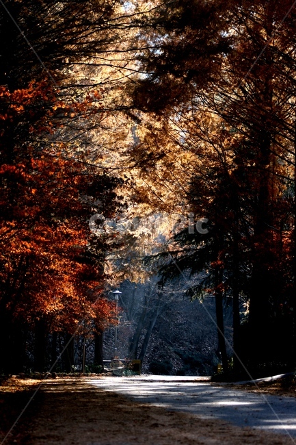 장태산휴양림,단풍,가을,시월,만추,fall,길,산책길,autumn,가을,계절,fall,autumn,season,자연,풍경,nature,landscape,tree,나무,plant,식물