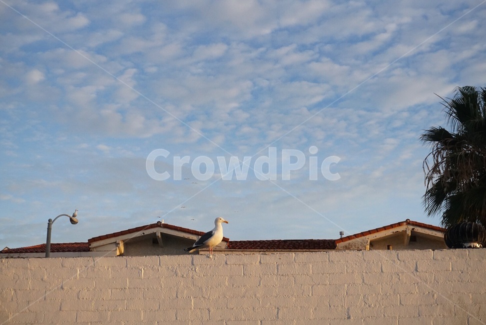 갈매기,하늘,감성,구름,캘리포니아,sky,california,clouds,seagull,mood