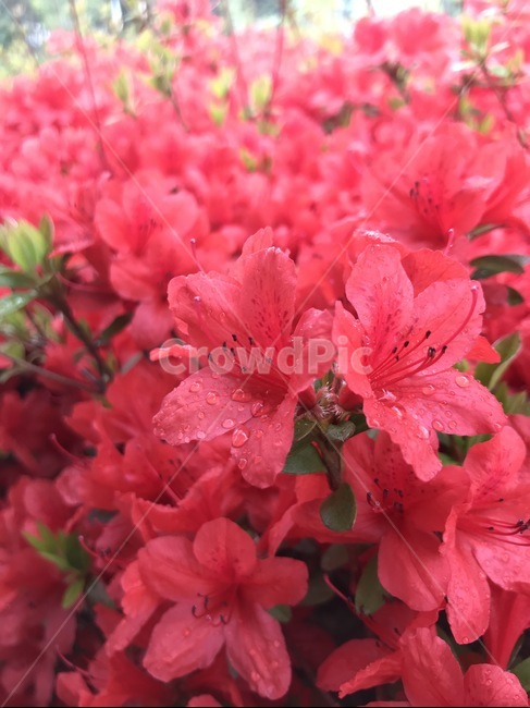 꽃,진분홍,봄꽃,봄,철쭉,철쭉꽃,개화,만개,계절,군락,spring,season,nature,자연,식물