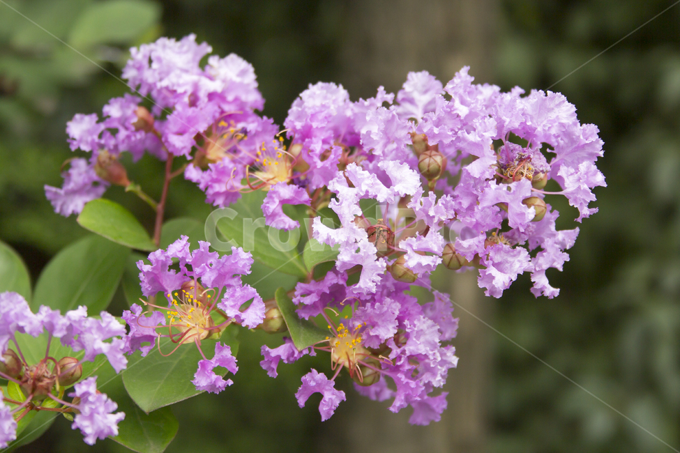 배롱나무,꽃,blossom,plant,식물,자연,flower,식물,자연,plants,nature,꽃,flower