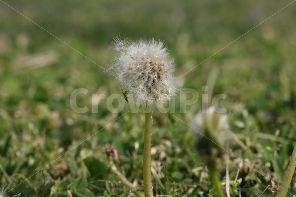 민들레,민들레꽃,민들레씨,민들레꽃씨,꽃,꽃사진,꽃송이,봄,감성,빈티지,사진,색감,스냅사진,식물,휴식,힐링,감성사진,여름,꽃다발,자연,잔디,초록색,푸른색,초록잔디,잔디밭,민들레씨앗,민들레씨방,민들레사진,식물,자연,plants,nature,꽃,flower