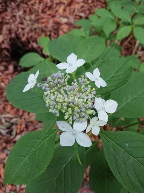 plant,산수국,bigleafhydrangea,수국,식물,잎,식물,자연,plants,nature,꽃,flower
